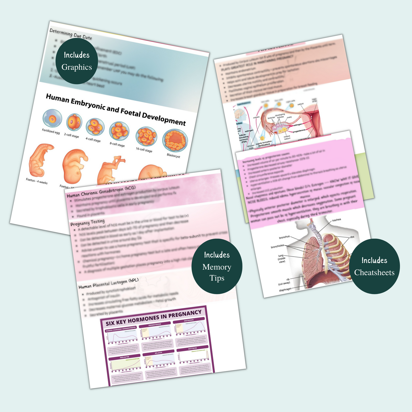 OB maternity bundle - Nursing Focus