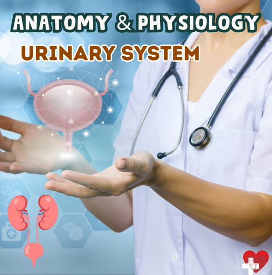 Urinary System